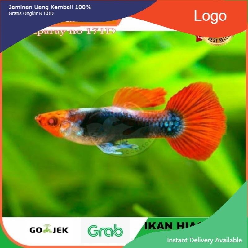 IKAN HIAS GUPPY KOI TUXEDO AIR TAWAR AQUARIUM AQUASCAPE