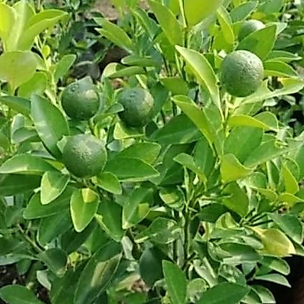 bibit buah jeruk sonkit/ jeruk kunci sudah berbuah