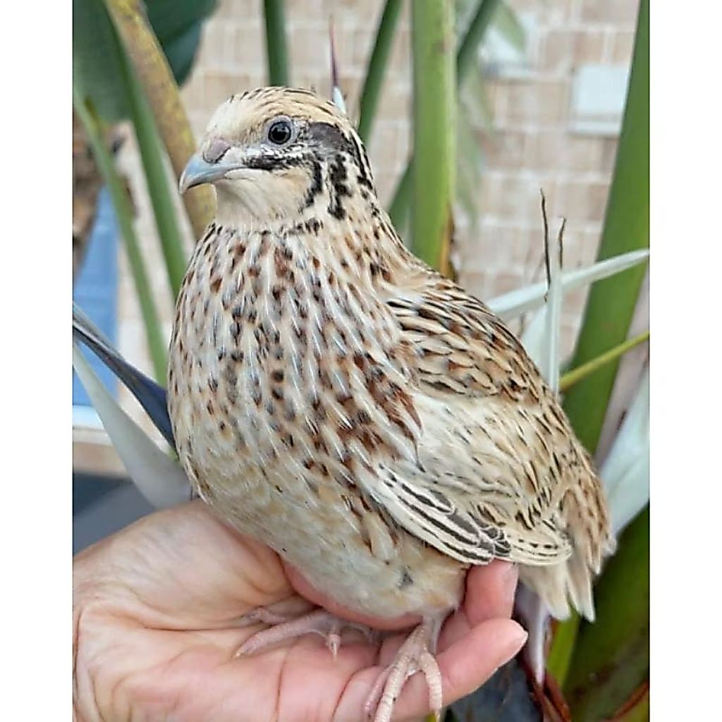 Burung Puyuh Albino Hidup Sehat Murah 4900/Ekor