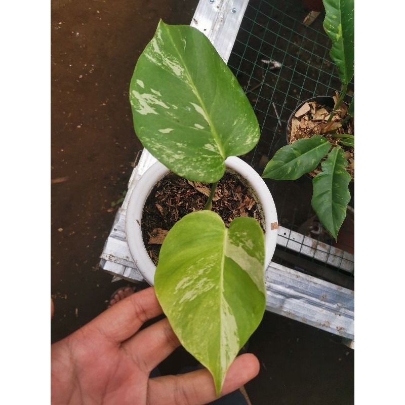 Tanaman hias Monstera White tiger Holland King Variegata / Monstera Deliciosa varigata meh / Monvar 