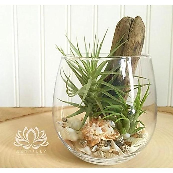 Decorao - Vas Kaca Pot Terarium / Pot Tanaman Air Hidroponik
