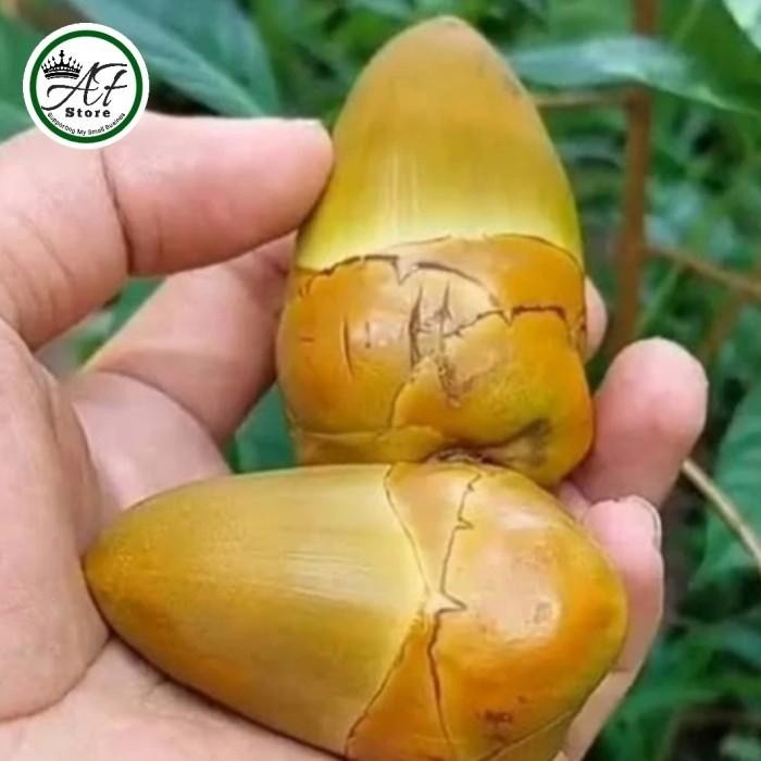 

Buah Beluluk Besar Segar - Beruluk Kecil Fresh 10 Buah