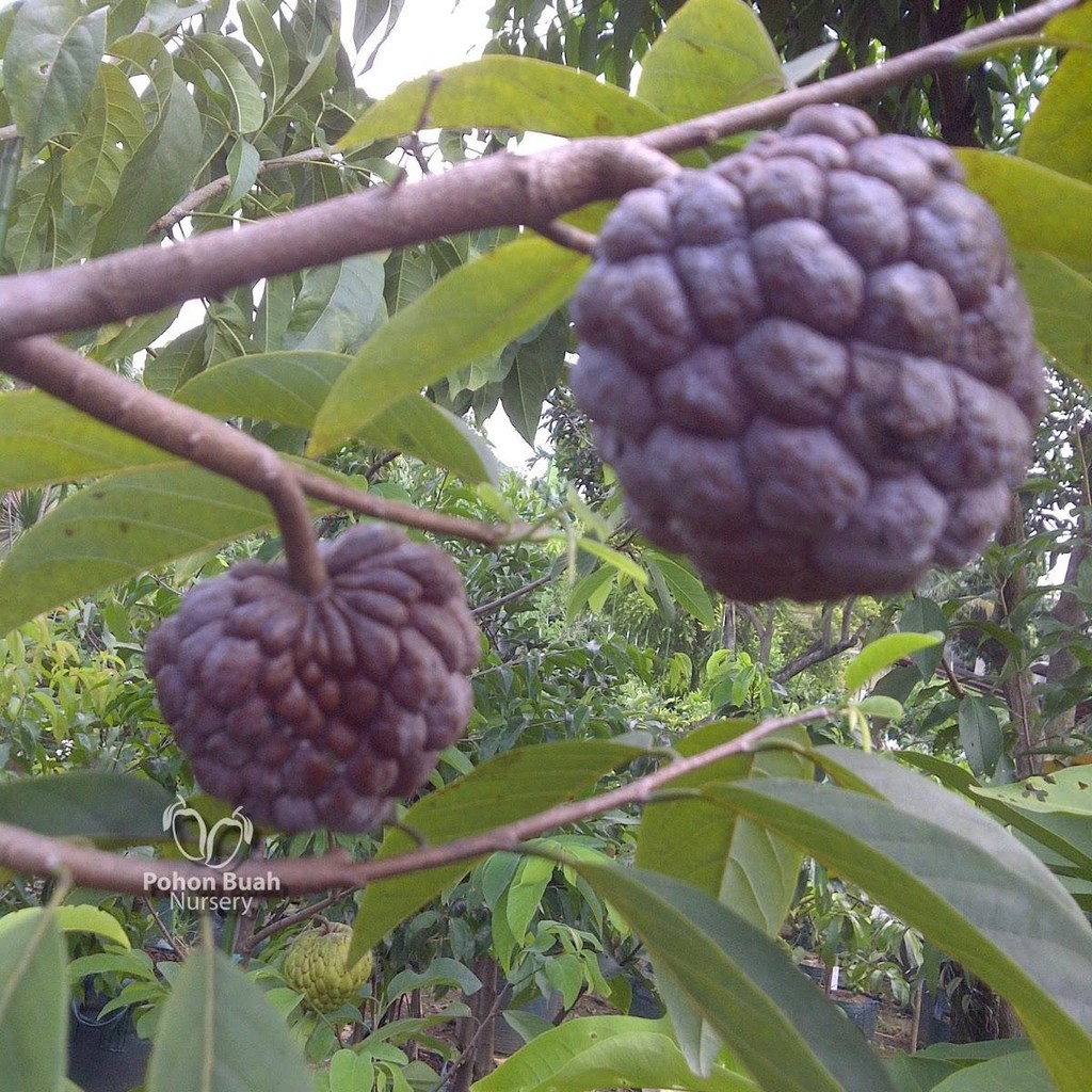 

BUAH SRIKAYA MERAH SEGAR 1 KG