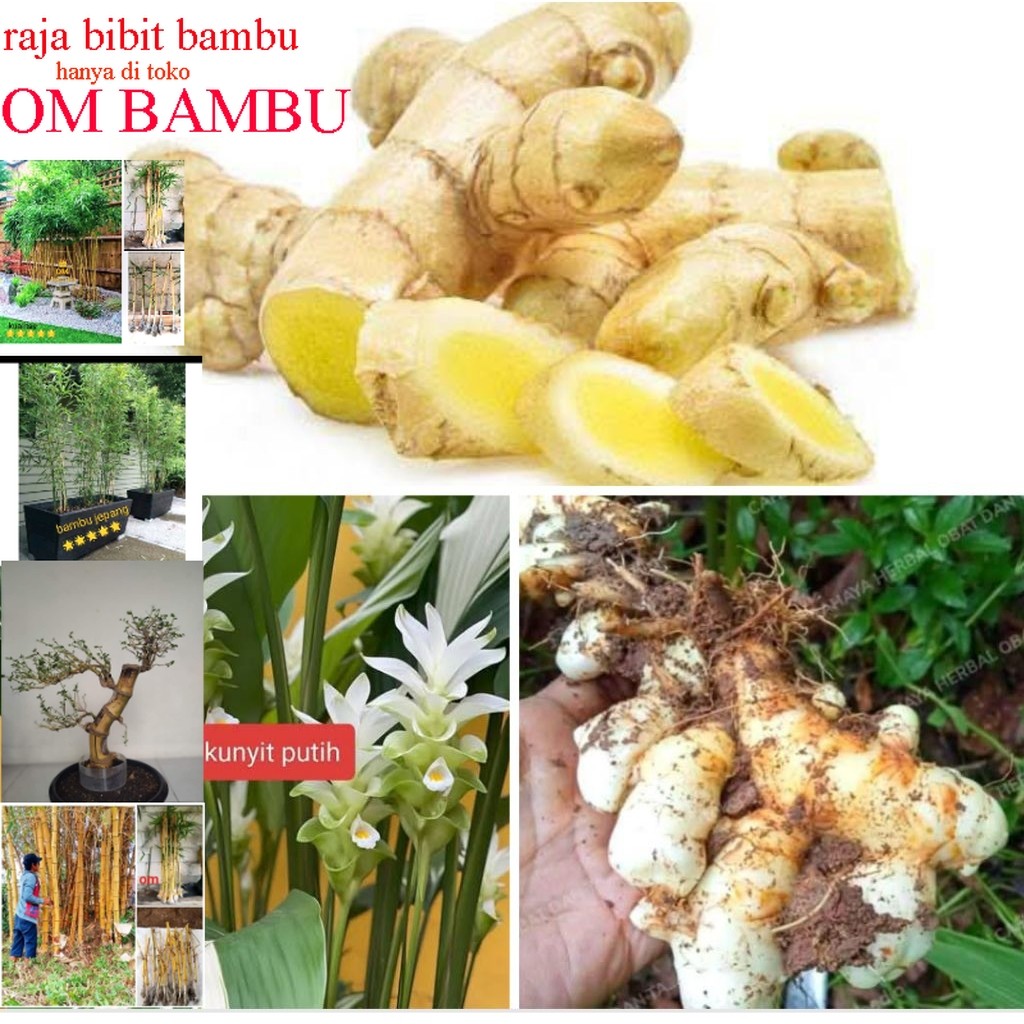 

kunyit putih koneng bodas temu putih