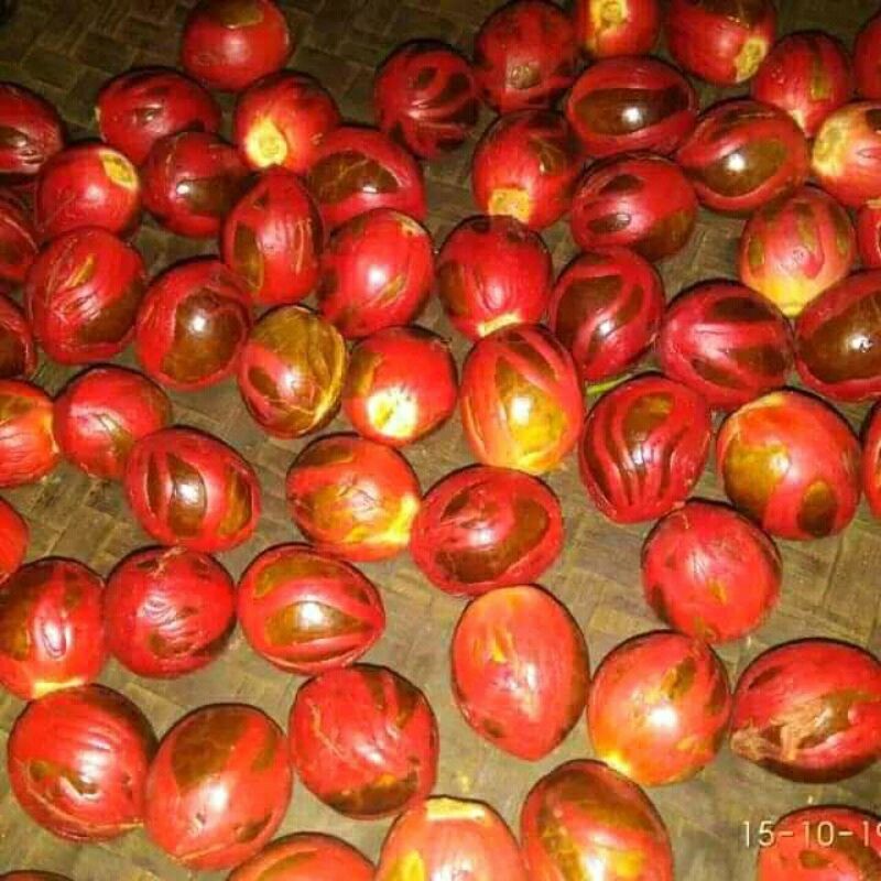 

Buah pala tua utuh untuk bibit atau untuk yg lainya