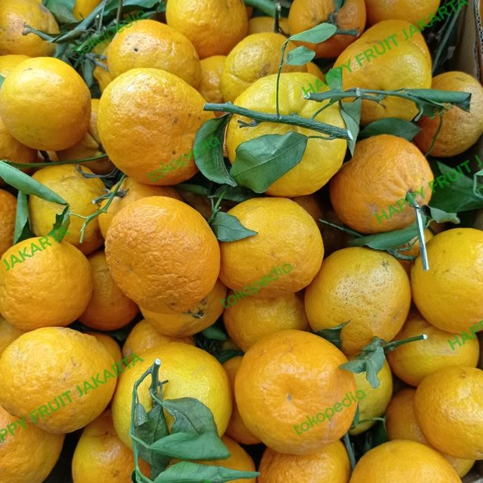 

Jeruk Wokam Citrus super manis 1 kg