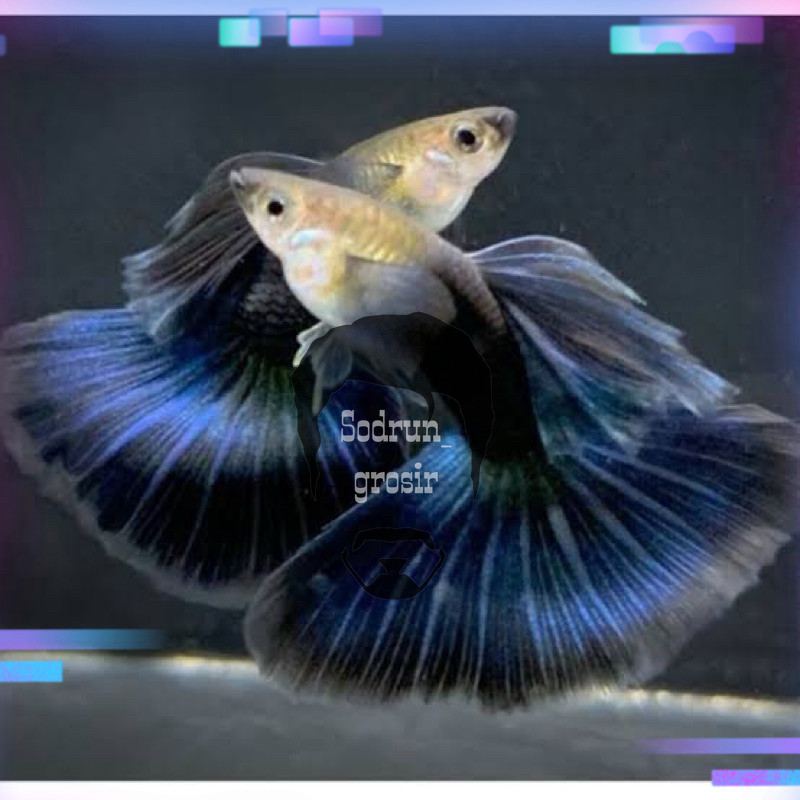 Hiasan aquarium guppy hb blue siap kawin garansi DOA LIVEWALL
