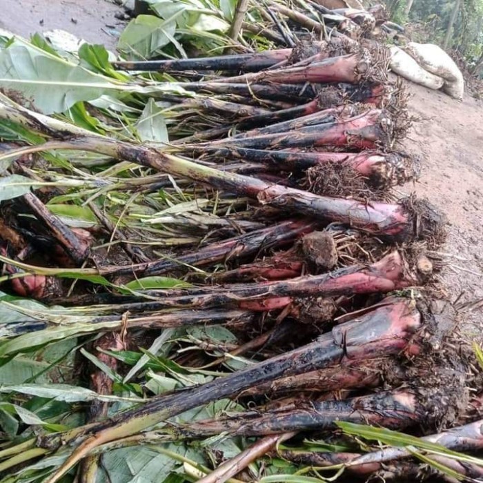 bibit pisang ambon lumut