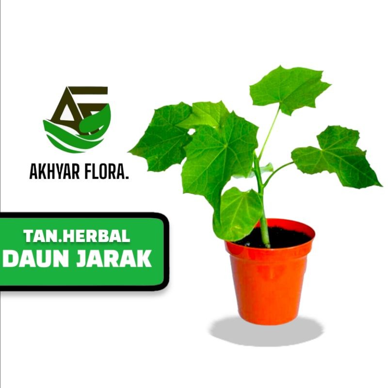 Tanaman Herbal Jarak Pagar Daun Jarak Pagar