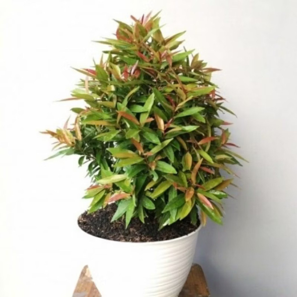 TANAMAN HIAS HIDUP - ( GRATIS ONGKIR JABODETABEK )- Tanaman Hias Pucuk Merah / Pohon Pucuk Merah Hia