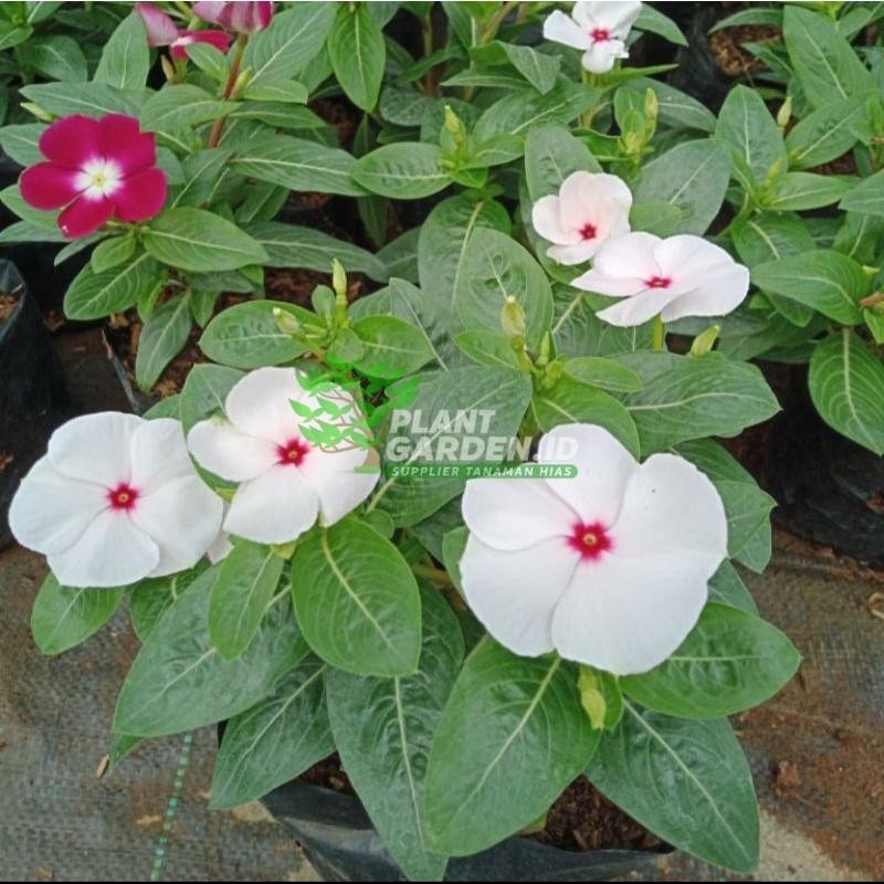 TANAMAN HIAS BUNGA VINCA TAPAK DARA JUNTAI
