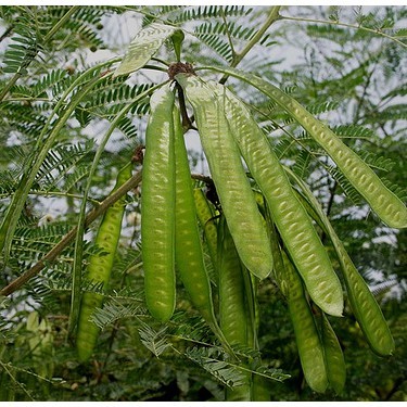 BIBIT STEK LAMTORO Bibit Tanaman Lamtoro/Petai Cina - bukan benih, harga termurah.