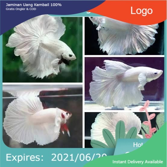 Ikan Cupang Halfmoon Platinum Ikan Hias Aquarium