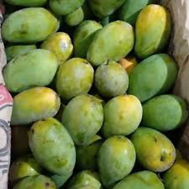 Buah Mangga manis Indramayu/ buah mangga manis Indramayu 500gram