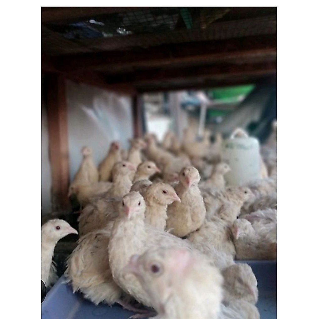 puyuh albino mata merah
