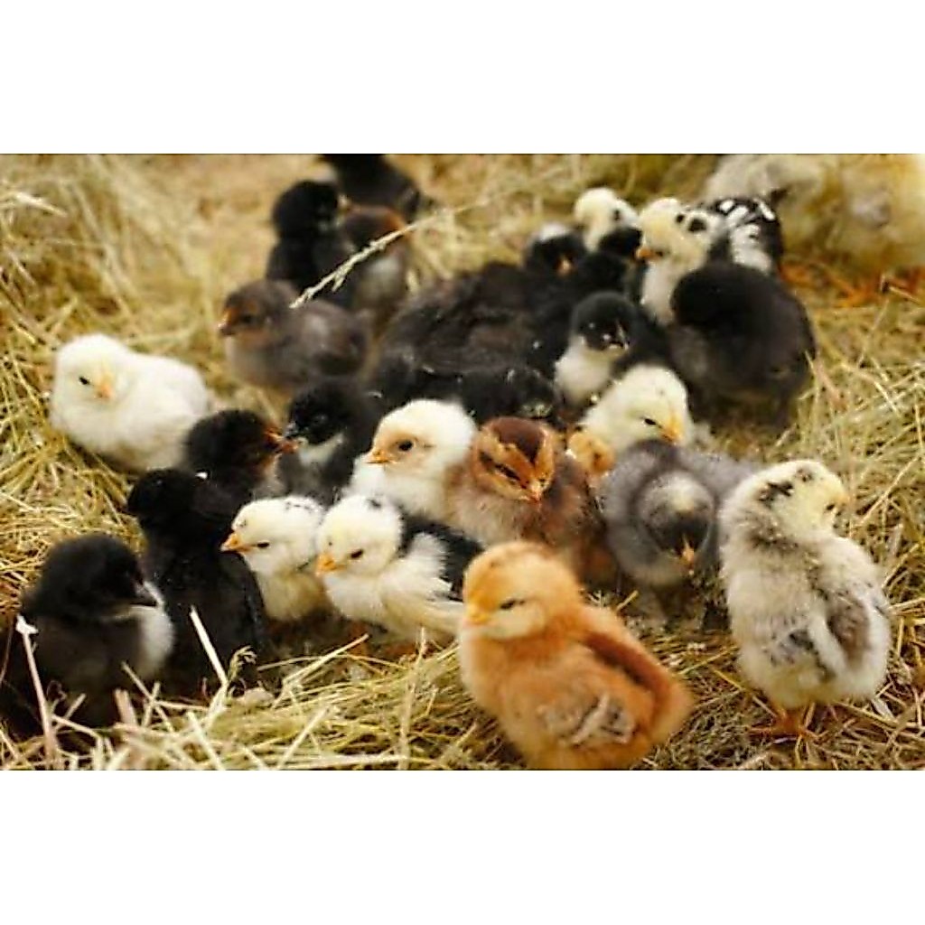 (KHUSUS AREA MAKASSAR-GOWA) Anak Ayam (DOC) KUB 2 Janaka