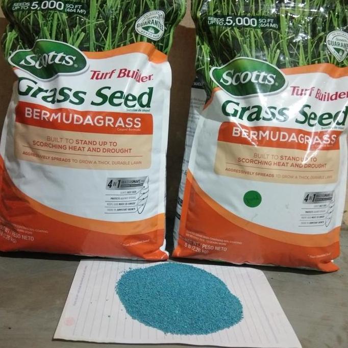 benih bibit biji rumput bermuda grass seed