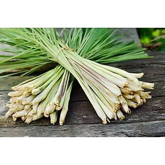 Sereh Sayur Segar, Sereh Wangi, Sereh Segar