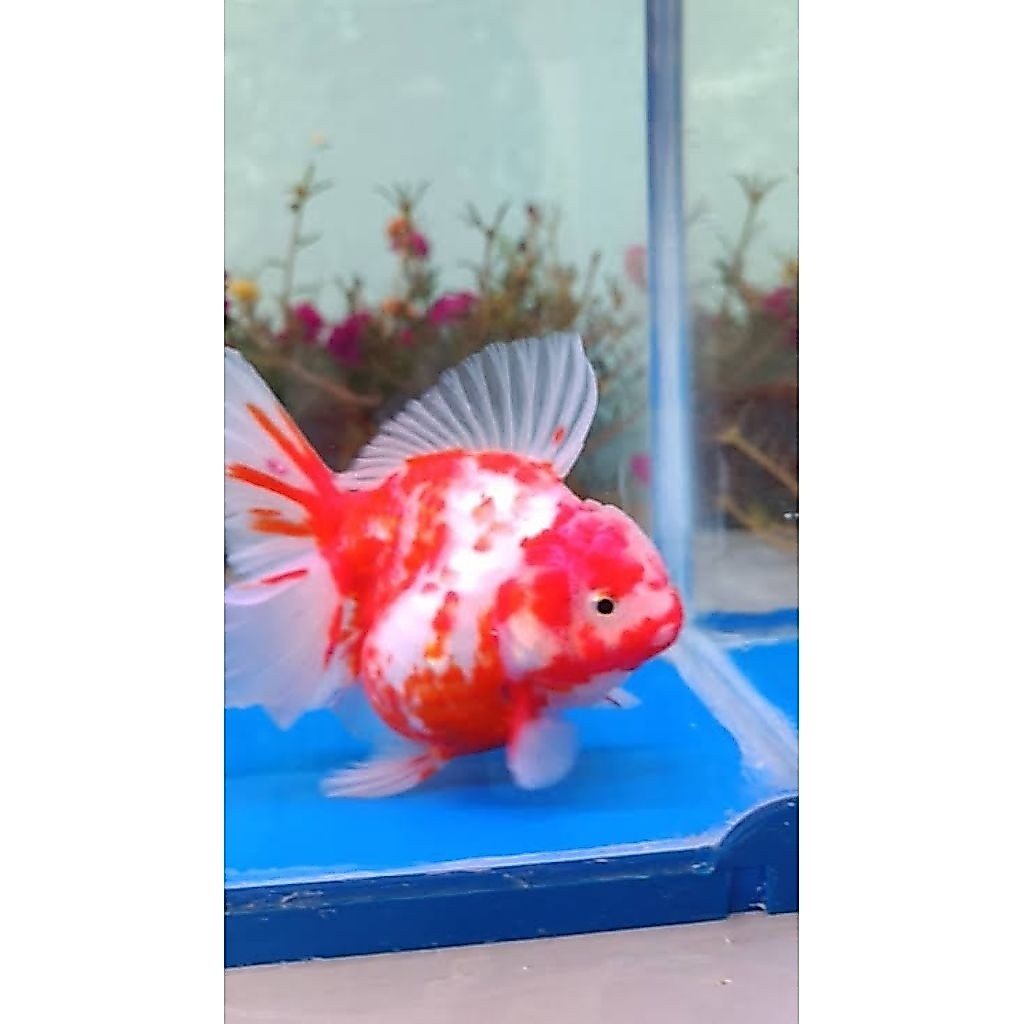 IKAN HIAS KOKI GOLDFISH ORANDA SAKURA SIZE M-L