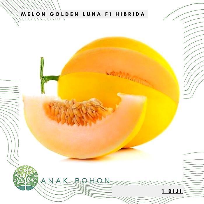 Benih Bibit Biji - Melon Luna Golden Kuning F1 Hibrida Seeds Benih Biji