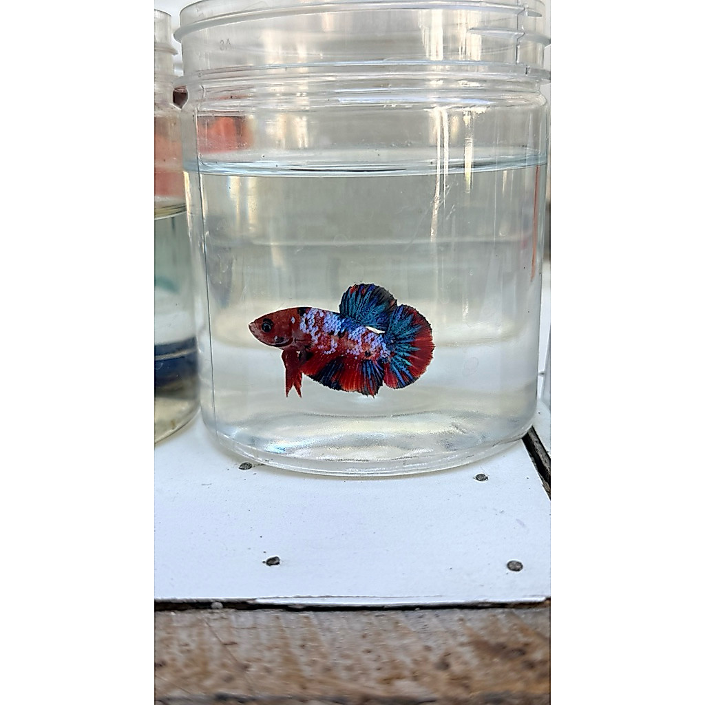 Ikan Cupang HMPK Fancy Nemo Galaxy
