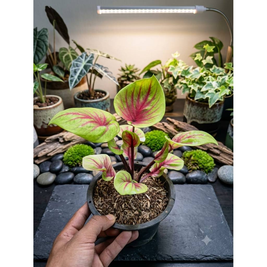 Tanaman Hias Keladi - Keladi Hibrid Double Leaf - Bunga Hias Keladi