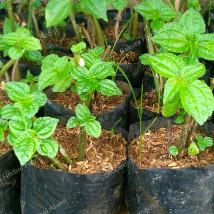 

bibit pohpohan daun lalap siap tanam