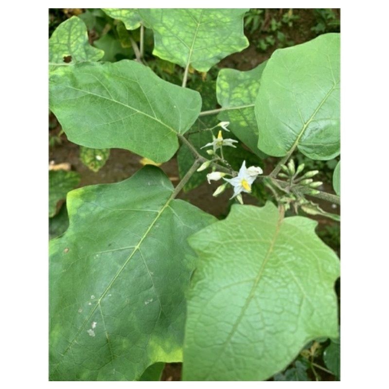 Daun Tekokak Cepokak Segar 1 Kg / Daun Takokak Terong Pokak Pipit Rimbang