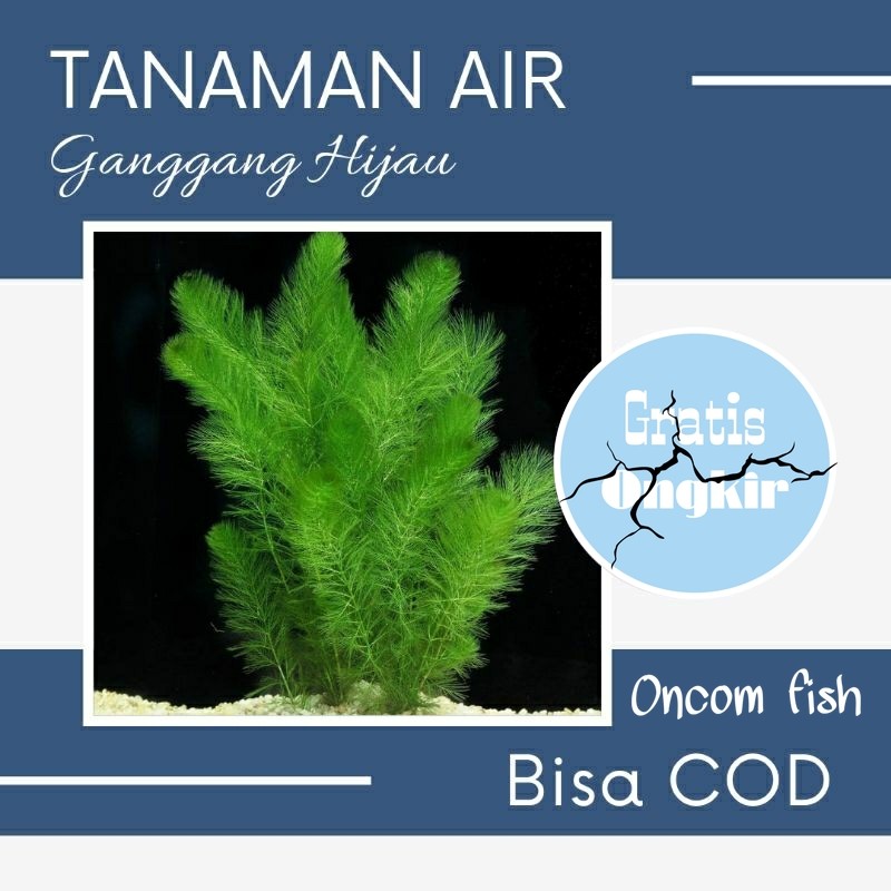 Perlengkapan aquarium Ganggang Hijau (Ganggeng) - Tanaman air