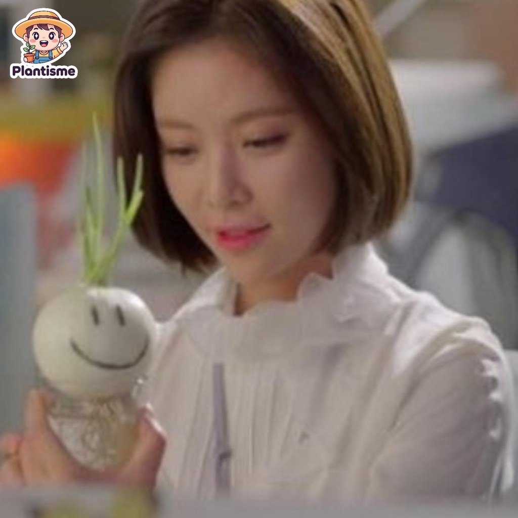 Aquaterra - She Was Pretty Tanaman Umbi Hydroponic Water Rooted Kitchen Herb Jar Indoor K-Drama-Styl