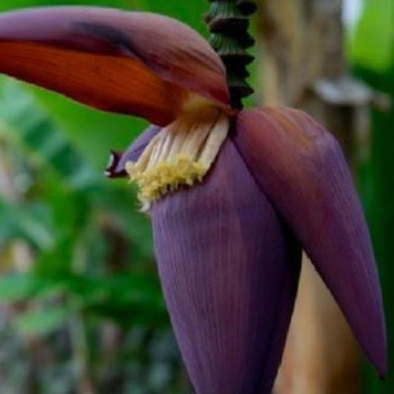 

COD Jantung Buah Pisang Segar Petik Langsung Dari Kebun