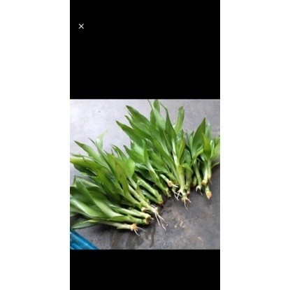 TANAMAN HIAS  BAMBU HOKI/SRI REJEKI/Bisa buat hiasan aquarium murah