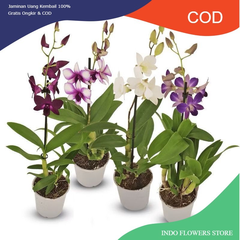 PROMO!!ANGGREK DENDROBIUM DEWASA / BUNGA ANGGREK DENDROBIUM DEWASA