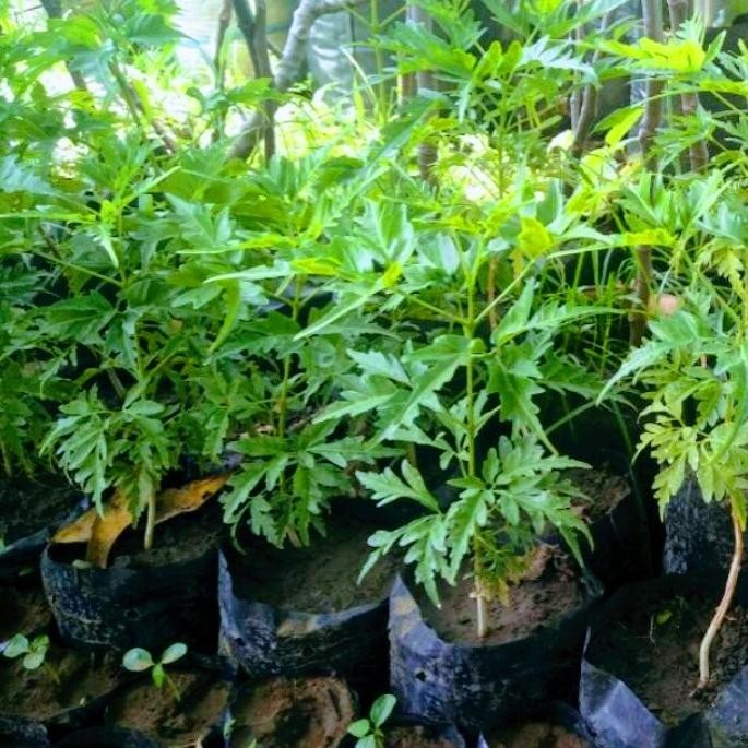 Bibit Tanaman Pohon Cendana Maisura/Cendana india