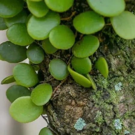 

DAUN SISIK NAGA / DAUN PICISAN OBAT TRADISIONAL