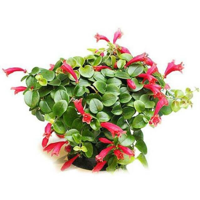 Bibit tanaman lipstik gantung / bunga lipstik/lipstik merah/tanaman gantung
