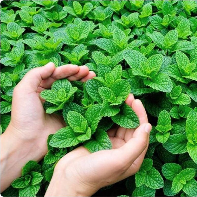 Tanaman Daun Mint - Pohon Mint Segar