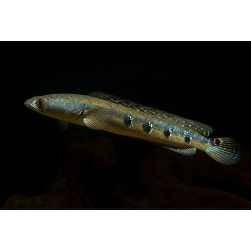 HOBI arstistik Channa marulius 4/5 cm bahan terbaik