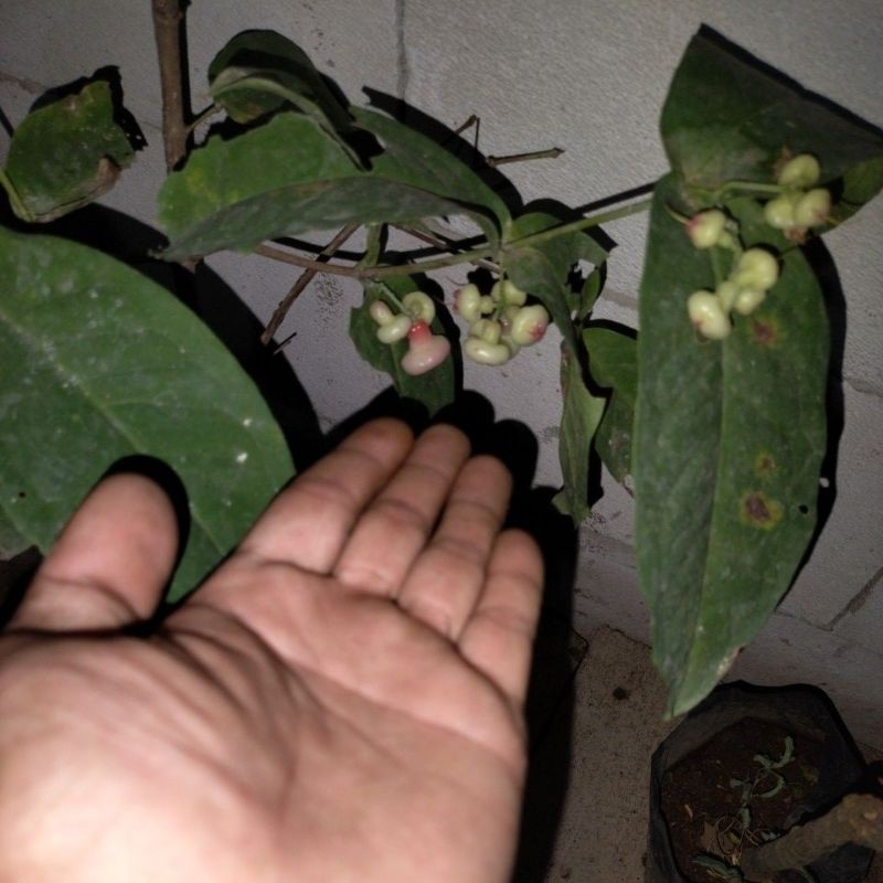 (CANGKOKAN ) jambu air kancing kondisi berbuah(indukan)