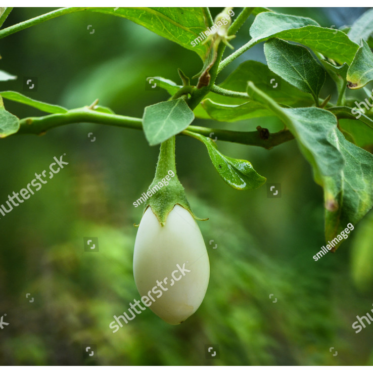 MDN bibit terong bulat putih