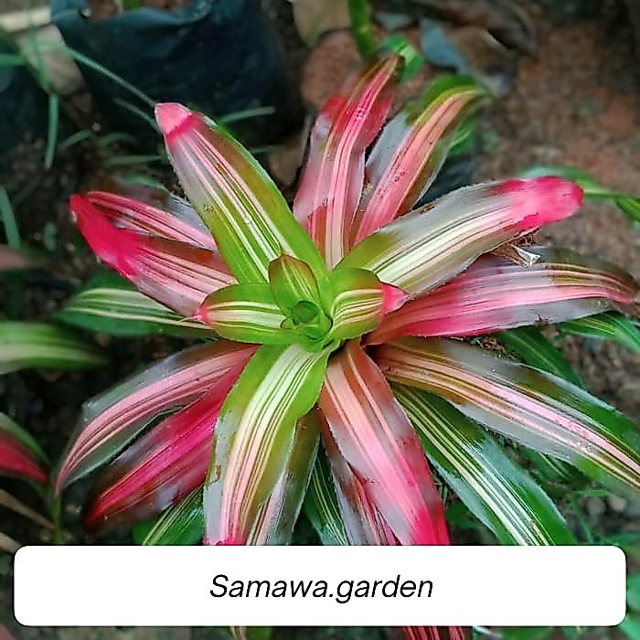 Tanaman hias bromelia tricolor - bromelia tricolor