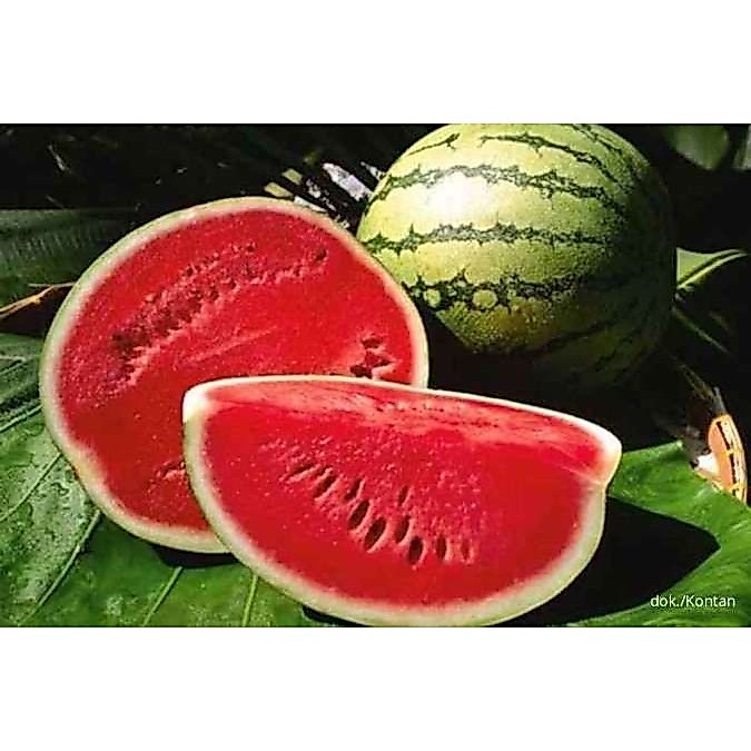 SEMANGKA SUPER MERAH JUMBO 1 BIBIT BENIH SEMANGKA JUMBO F1 SUPER UNGGUL SEMANGKA MERAH BERKUALITAS
