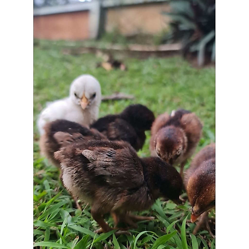 anak ayam ketawa  usia  1-3  minggu  (netas 18 juni  2026) minimal beli 2 ekor, harga satuan(per eko