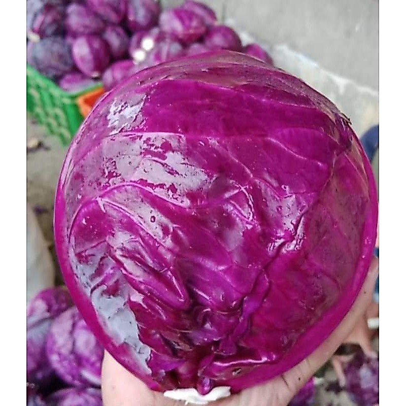 Kol ungu / gubis ungu / kol merah berat 1 kg fresh