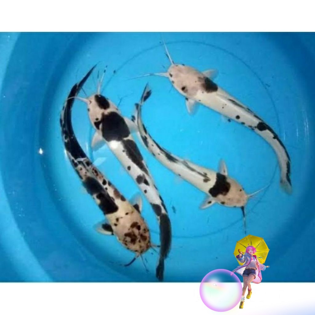 Paket ISI 4 Ekor Lele Sapi 6-8 cm  Albino Polkadot bisa gede