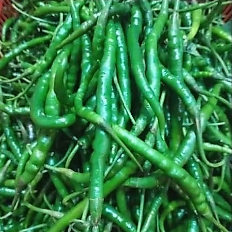 Cabe kriting hijau 100grm/250grm/500grm