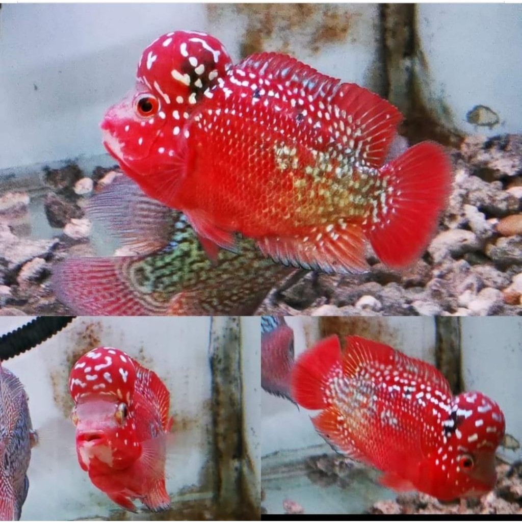 Pilihan Terbaru Burayak Louhan Lohan king kamfa v2 Red KF(Rndm) (Kkf) Bhoom Head 2-4cm