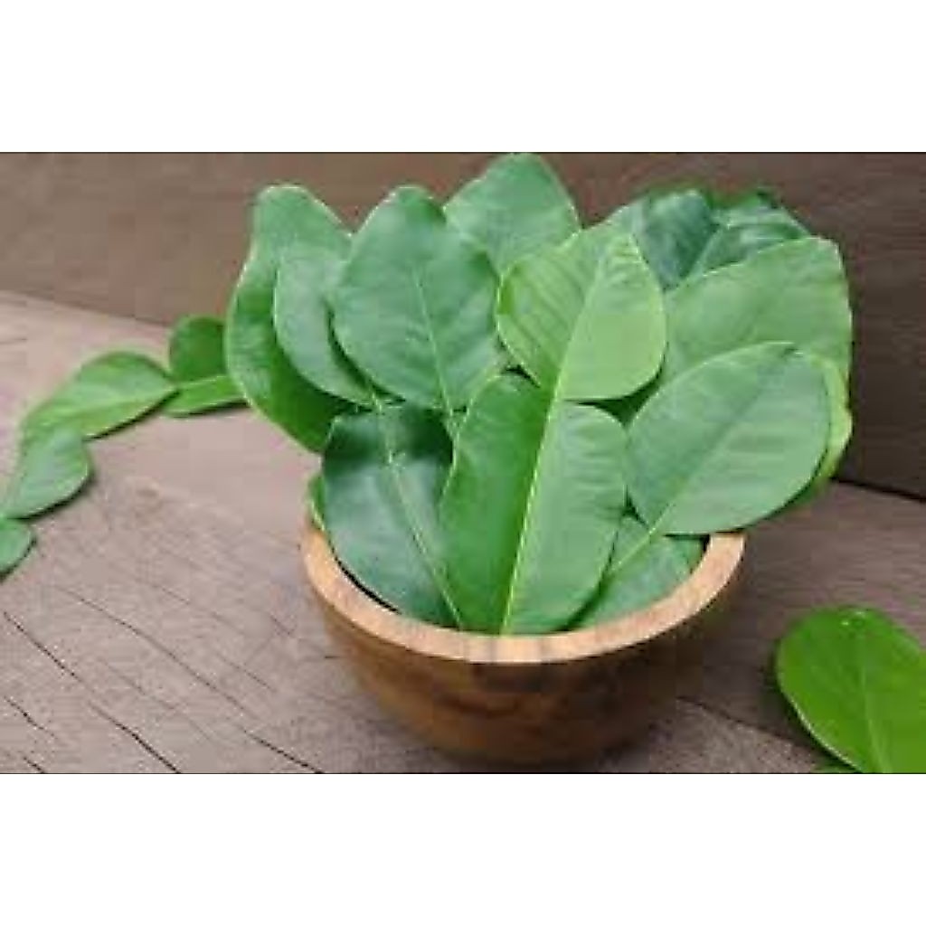 Daun jeruk segar /daun jeruk purut/ daun jeruk bumbu