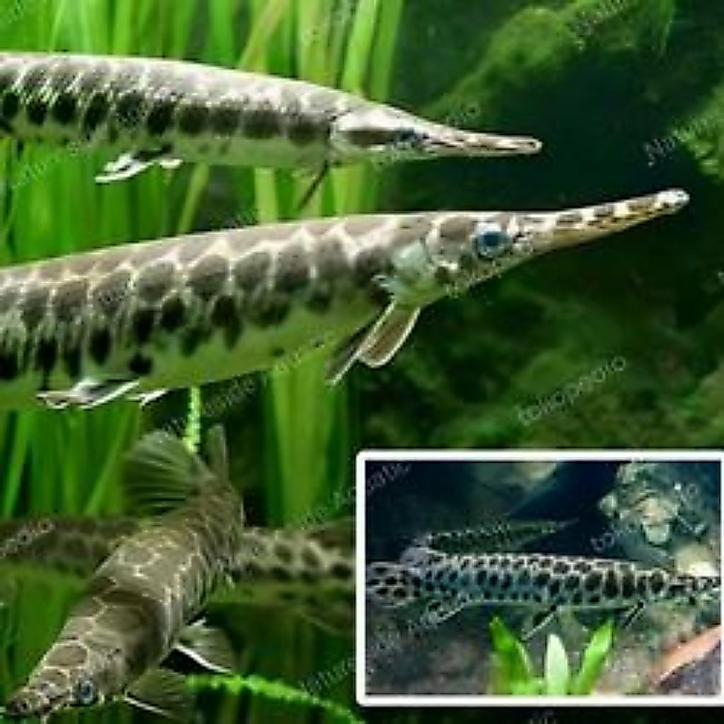 Ikan Hias Florida Gar 18-25cm