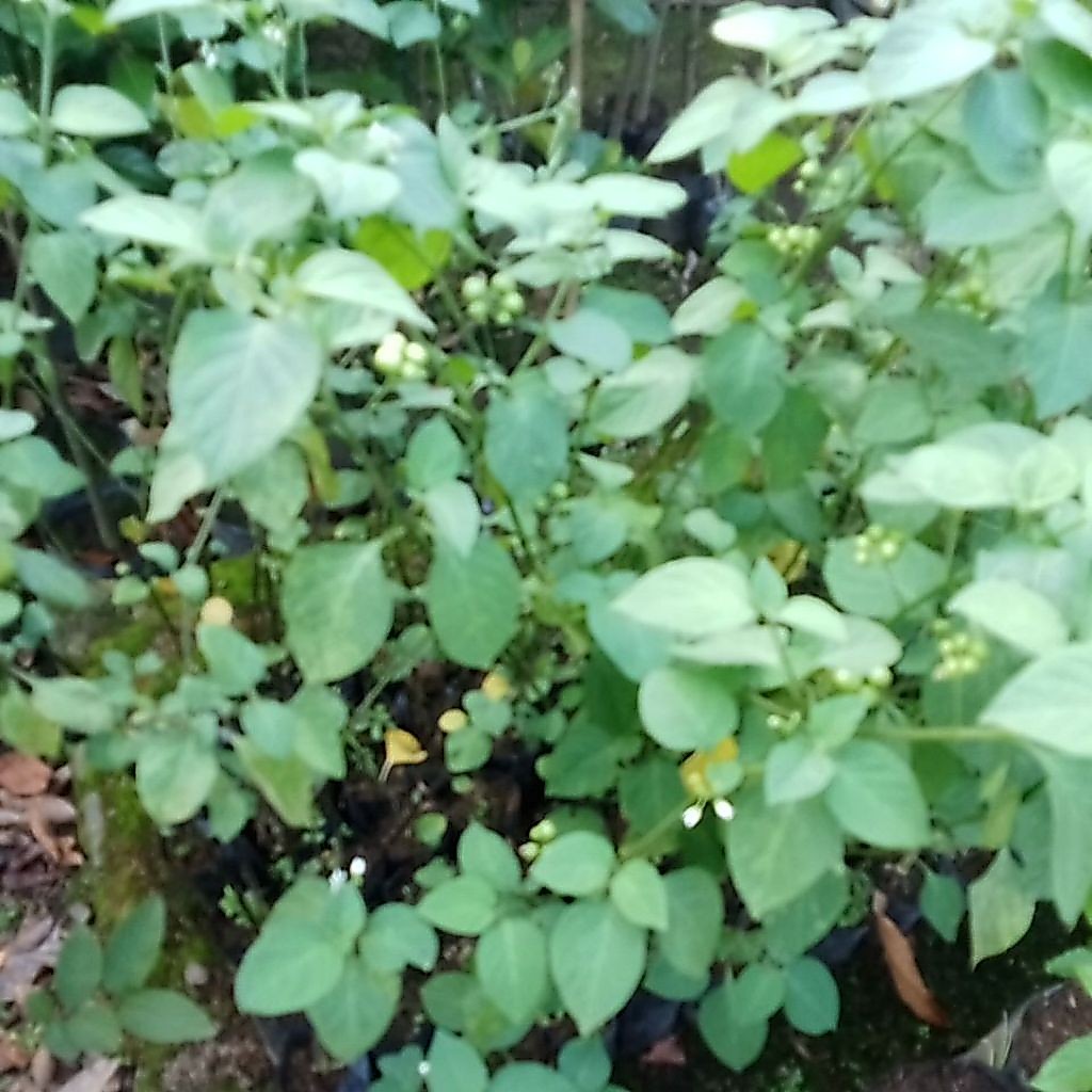 Bibit Leunca Siap Berbuah
